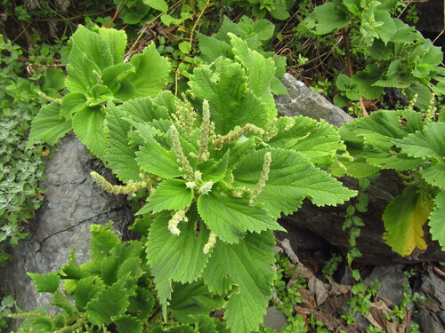 Boehmeria splitgerbera, photograph 1
