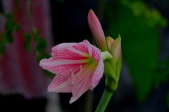 Hippeastrum reticulatum