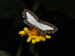 Nymphidium lisimon