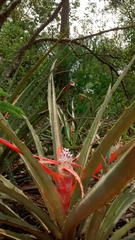 Bromelia balansae