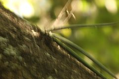 Trichocentrum cebolleta
