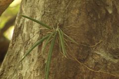 Trichocentrum cebolleta