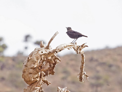 Myrmecocichla aethiops