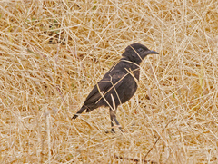 Myrmecocichla aethiops