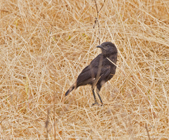 Myrmecocichla aethiops