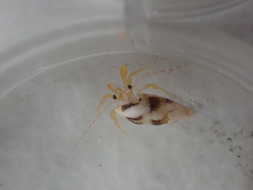 Pagurixus concolor