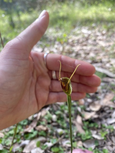 upright maroonhood (Pterostylis erecta)