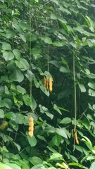 Mucuna holtonii