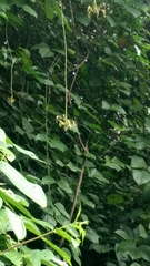 Mucuna holtonii