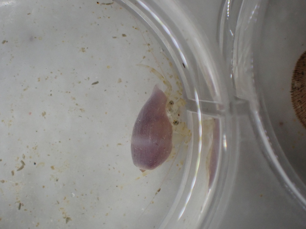 Pagurixus tweediei