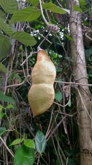 Mucuna holtonii