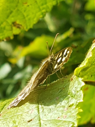 Speckled Wood