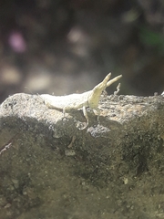 Calamacris clendoni