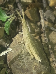 Calamacris clendoni