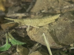 Calamacris clendoni
