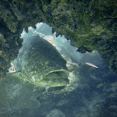 Epinephelus itajara