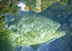 Epinephelus itajara
