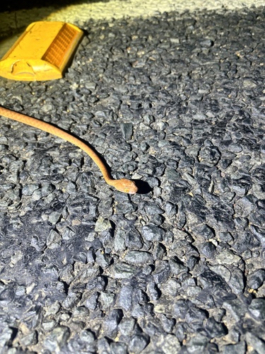 Brown Tree Snake sighting
