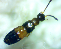 Meronera venustula