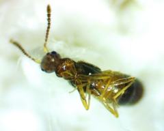 Meronera venustula