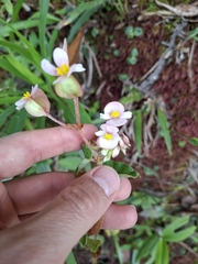 Begonia fischeri, photograph (c) Daniel Mesa, some rights reserved (CC BY)
