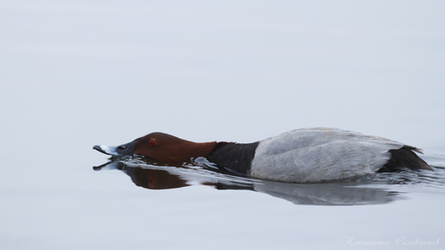 Porrón europeo (Aythya ferina)