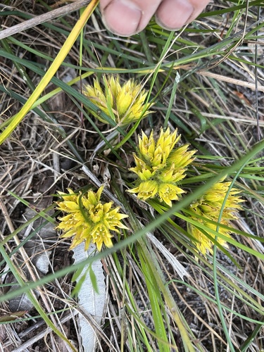 Conostylis juncea (Conostylis juncea)