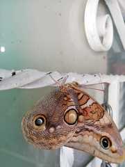 Opsiphanes blythekitzmillerae