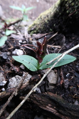 Chiloglottis grammata