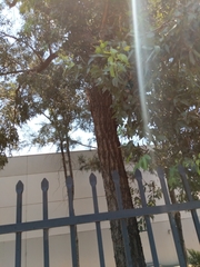 Atrapsalta corticina