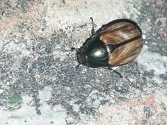 Paranomala cincta