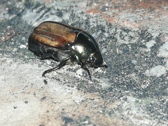 Paranomala cincta