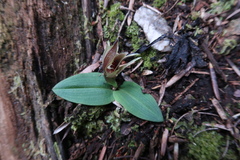 Chiloglottis grammata