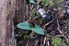 Chiloglottis grammata