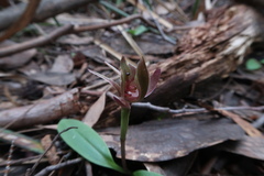 Chiloglottis triceratops