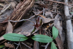 Chiloglottis triceratops