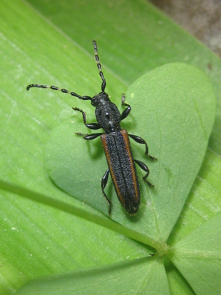 Omophoena taeniata