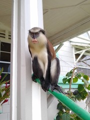 Cercopithecus mona