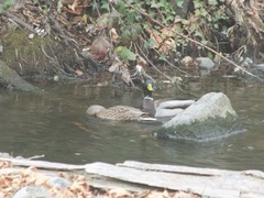 Anas platyrhynchos
