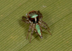 Chapoda
