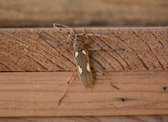 Eburia maccartyi