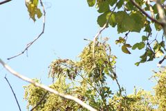 Apoplanesia paniculata