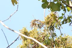 Apoplanesia paniculata