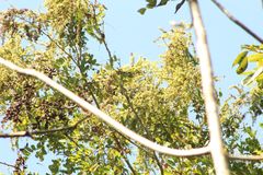 Apoplanesia paniculata