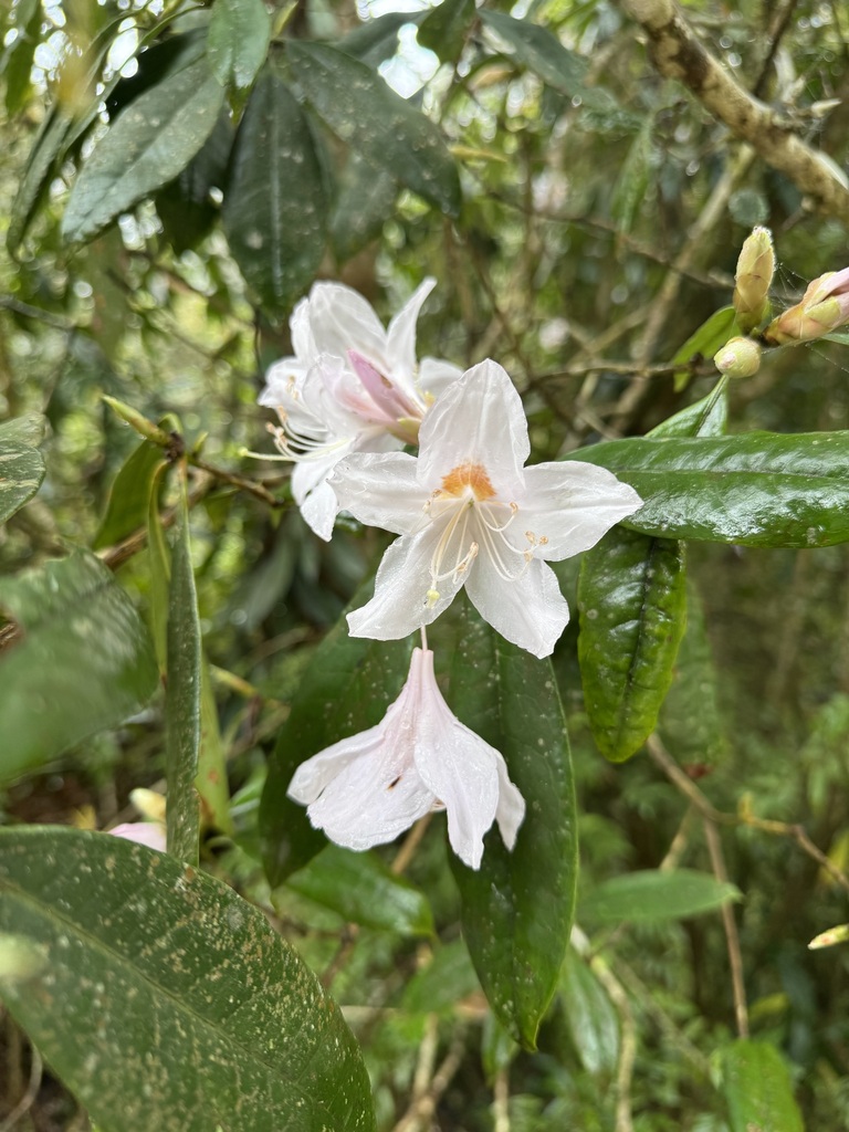 Rhododendron hancockii