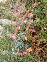 Echeveria scheerii