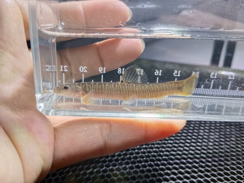 Homatula pycnolepis