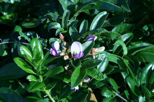 Callerya nitida