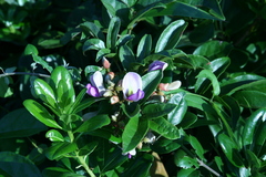 Callerya nitida