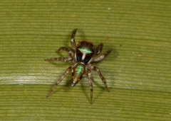 Chapoda
